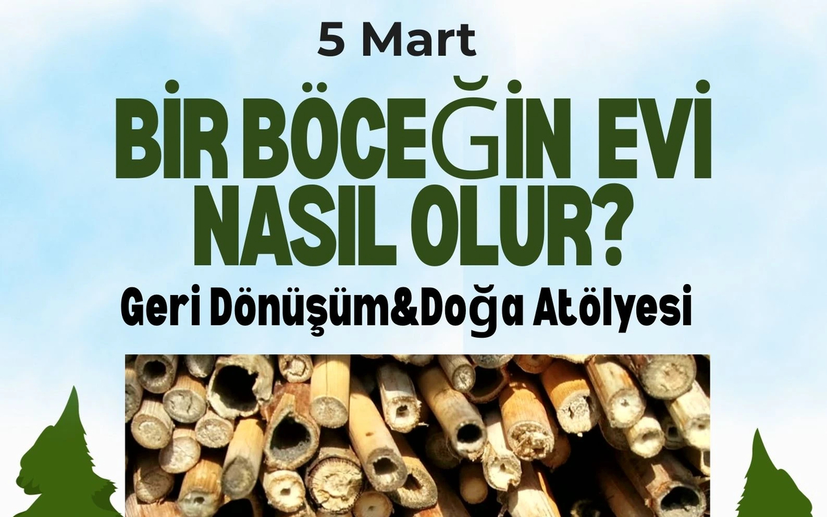 Bir Böceğin Evi Nasıl Olur?