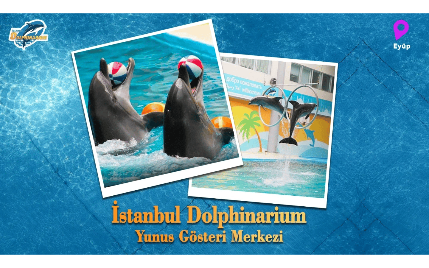 İstanbul Dolphinarium Yunus Gösteri Merkezi