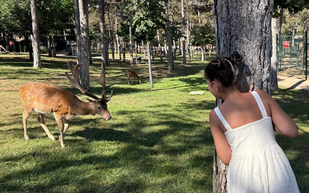 Park Of İstanbul - Hayvanat Bahçesi ve Özel Kafe Menüsü 
