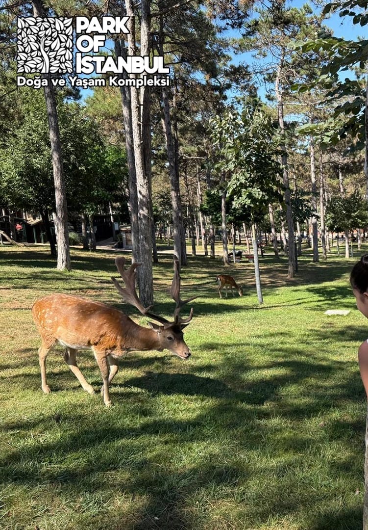 Park Of İstanbul - Hayvanat Bahçesi ve Özel Kafe Menüsü 