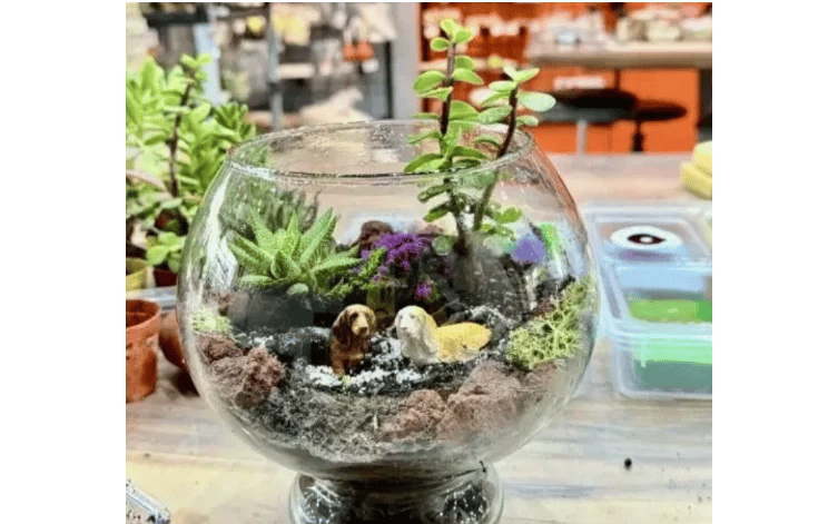 Terra Point Art - Kadınlar Günü Teraryum Workshop