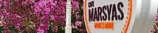 Cafe Marsyas