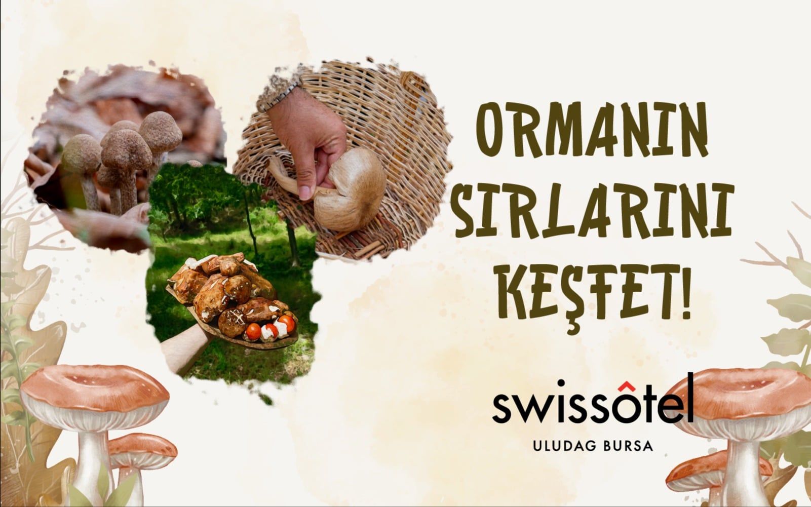 FungiTurkey ile Uludağ'da Mantar Avı