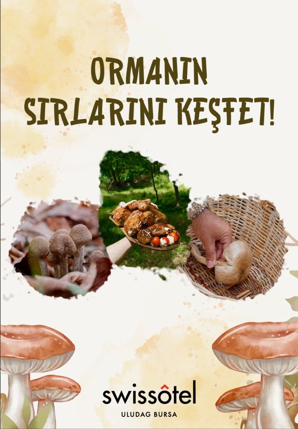 FungiTurkey ile Uludağ'da Mantar Avı