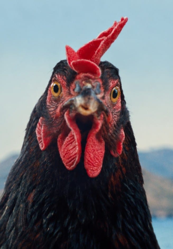 Tavuk Hen