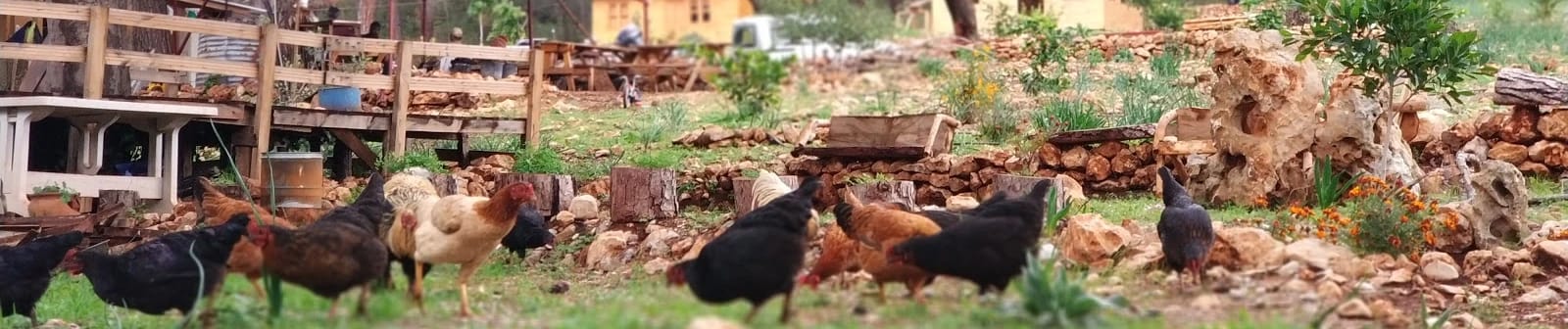  Olimpos Korsan Camping görseli