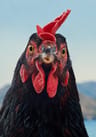 Tavuk Hen